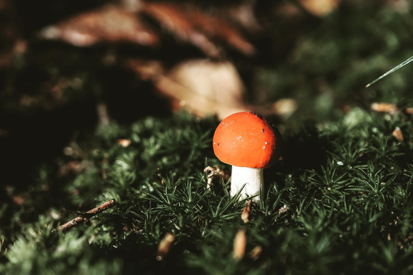 buy Mushrooms online USA near me