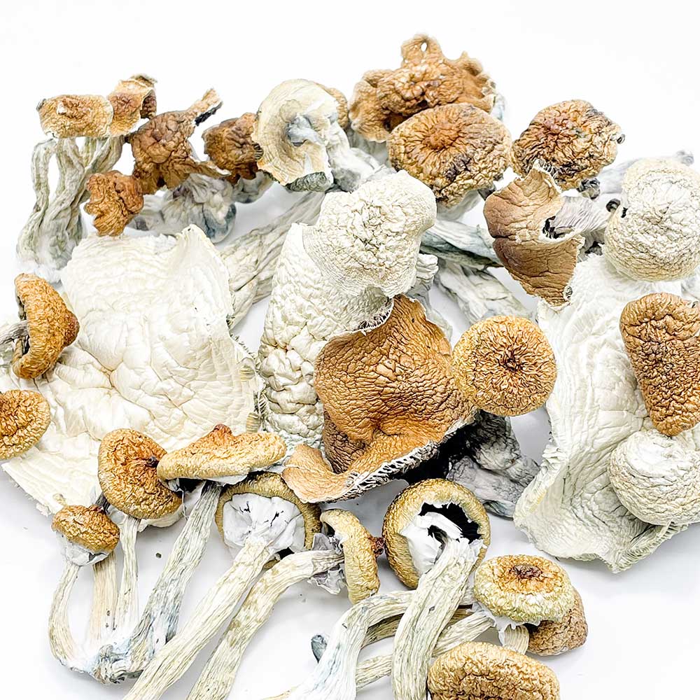 bulk mushroms in USA
